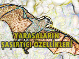 YARASALARIN ÖZELLİKLERİ